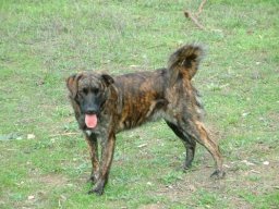 castignu_20211130_1112990033